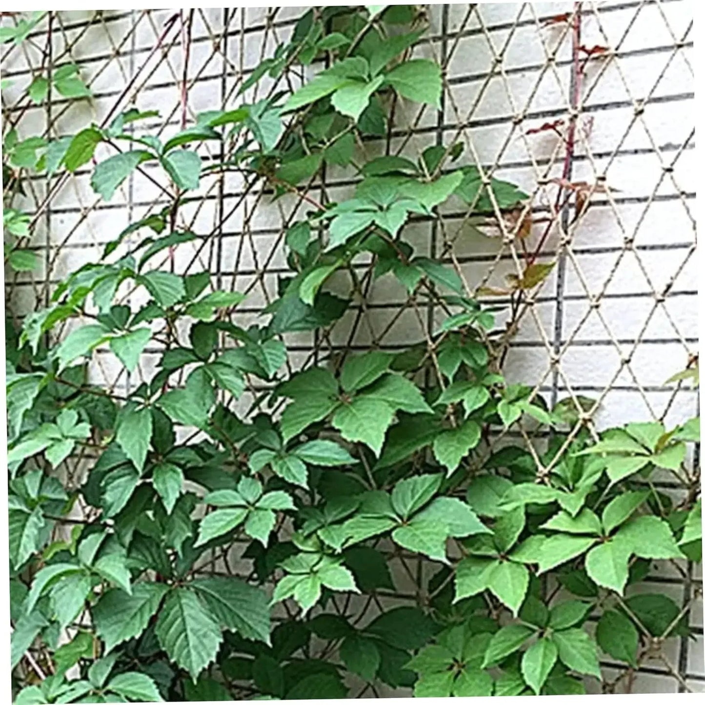 Biodegradable Jute Netting for Climbing Garden Plants
