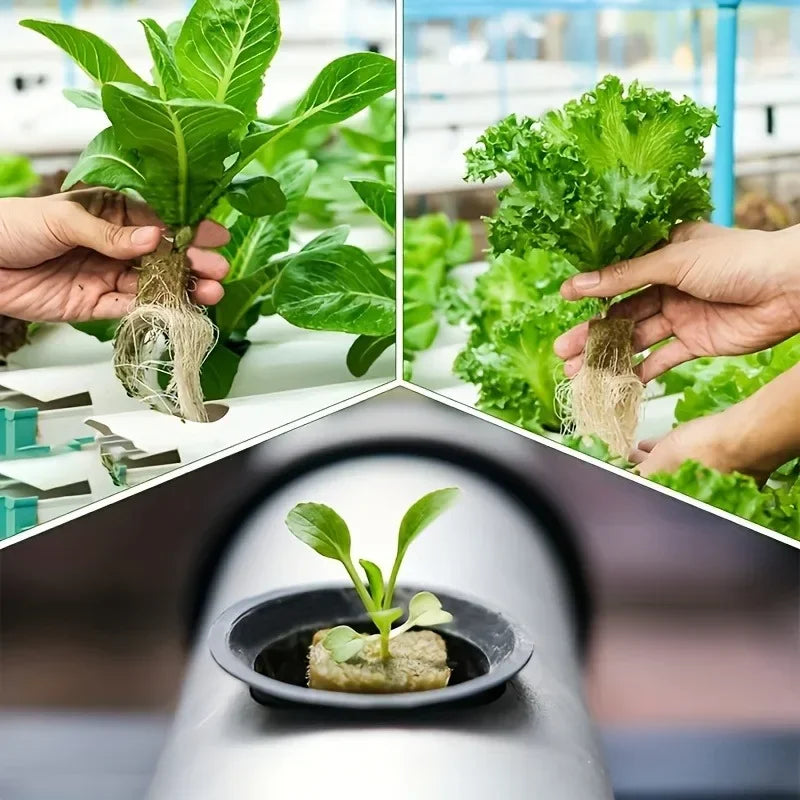 Sponge Block Hydroponic Grow Cubes for Plant Propagation